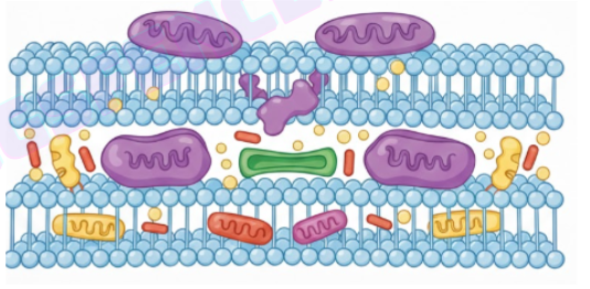 3. Ünite Canlıların Yapısına Yolculuk Konu Anlatımlı Ders Notu PDF İndir
