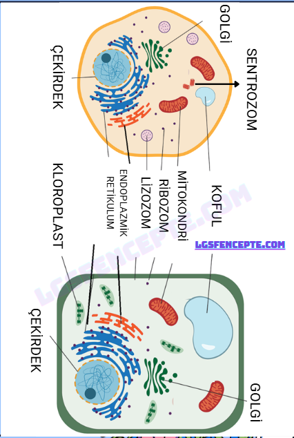 3. Ünite Canlıların Yapısına Yolculuk Konu Anlatımlı Ders Notu PDF İndir