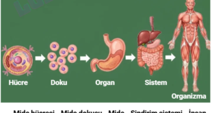 3. Ünite Canlıların Yapısına Yolculuk Konu Anlatımlı Ders Notu PDF İndir