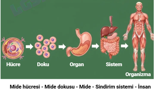 3. Ünite Canlıların Yapısına Yolculuk Konu Anlatımlı Ders Notu PDF İndir