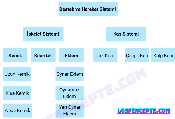 3. Ünite Canlıların Yapısına Yolculuk Konu Anlatımlı Ders Notu PDF İndir