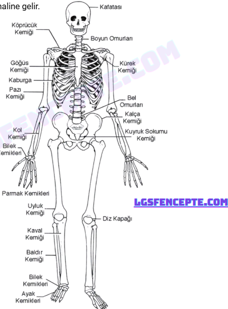 3. Ünite Canlıların Yapısına Yolculuk Konu Anlatımlı Ders Notu PDF İndir