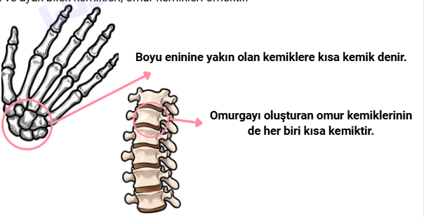 3. Ünite Canlıların Yapısına Yolculuk Konu Anlatımlı Ders Notu PDF İndir