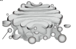 3. Ünite Canlıların Yapısına Yolculuk Konu Anlatımlı Ders Notu PDF İndir