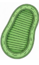 3. Ünite Canlıların Yapısına Yolculuk Konu Anlatımlı Ders Notu PDF İndir