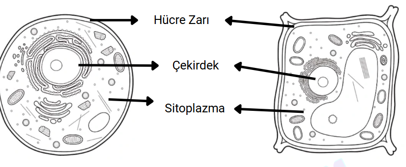 3. Ünite Canlıların Yapısına Yolculuk Konu Anlatımlı Ders Notu PDF İndir